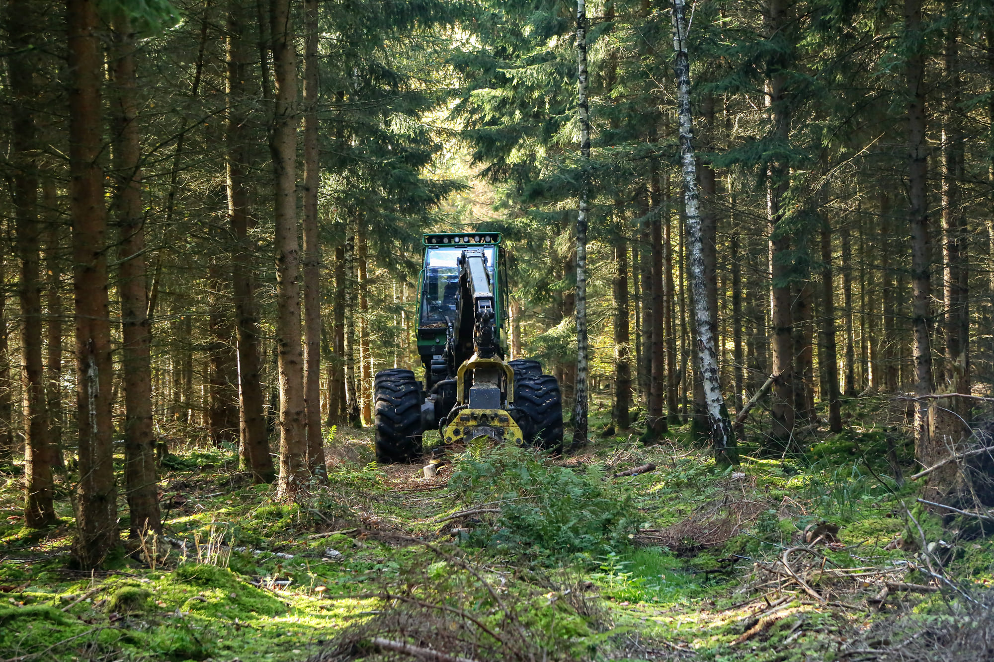 Empresa d'enginyeria forestal a Lleida desenvolupa projectes d’enginyeria forestal adaptats a cada finca i entorn.